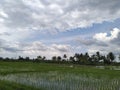 View of rice fields and trees and clouds parted