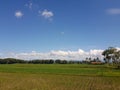 View of rice fields under blue sky Royalty Free Stock Photo