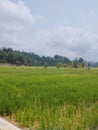 View of rice fields under the blue sky Royalty Free Stock Photo