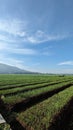 view of rice fields under the blue sky Royalty Free Stock Photo