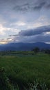 View of rice fields after very heavy rain in the city of Solok, West Sumatra, taken at 17:30 WIB Royalty Free Stock Photo