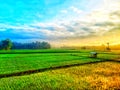 view of the rice fields in the villag. this is in Jember in a small town in Indonesia. this view is very beautiful.