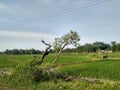 the view of the rice fields in the village has lots of fresh green plants there are also two trees