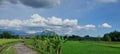 View of rice fields with white clouds and blue sky Royalty Free Stock Photo