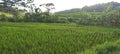 View of rice fields in Wonogiri, Central Java Royalty Free Stock Photo