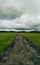 The view of rice paddies spread out wide Royalty Free Stock Photo