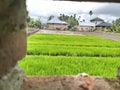 View of rice paddy. Beautiful green ricefield in countryside. Rice plantation. Royalty Free Stock Photo