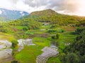 View of rice paddy and rice terrace landscape.