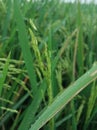 View of thriving rice plants Royalty Free Stock Photo