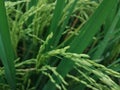 View of thriving rice plants Royalty Free Stock Photo