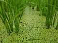 view of rice plants under covered with duckweed in rice fields. Part of young green paddy rice. Paddy rice field. Royalty Free Stock Photo
