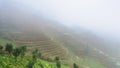 view of rice terraced fields in brume