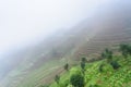 view of rice terraced fields in mist Royalty Free Stock Photo