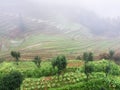 view of rice terraced hills in mist Royalty Free Stock Photo