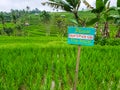 View on rice terraces Jatiluwih, Bali, Indonesia Royalty Free Stock Photo