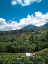 View of ricefield, mountains and blue sky, in Bali Royalty Free Stock Photo