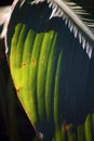 RIDGES ON A LARGE GREEN CANNA LILY LEAF Royalty Free Stock Photo