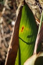 RUSSET AND YELLOW MARK ON A DECAYING CANNA LEAF Royalty Free Stock Photo