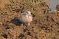 RING NECKED DOVE FORAGING IN MUD Royalty Free Stock Photo