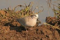 RING NECKED DOVE SITTING BESIDE A POOL OF WATER Royalty Free Stock Photo