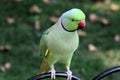 A view of a Ring Necked Parakeet Royalty Free Stock Photo