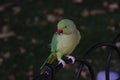 A view of a Ring Necked Parakeet Royalty Free Stock Photo