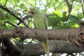 A view of a Ring Necked Parakeet Royalty Free Stock Photo