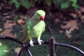 A view of a Ring Necked Parakeet Royalty Free Stock Photo
