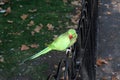 A view of a Ring Necked Parakeet Royalty Free Stock Photo