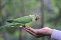 A view of a Ring Necked Parakeet Royalty Free Stock Photo