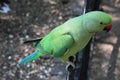 A view of a Ring Necked Parakeet Royalty Free Stock Photo