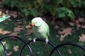 A view of a Ring Necked Parakeet Royalty Free Stock Photo