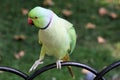 A view of a Ring Necked Parakeet Royalty Free Stock Photo
