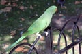 A view of a Ring Necked Parakeet Royalty Free Stock Photo