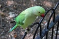 A view of a Ring Necked Parakeet Royalty Free Stock Photo