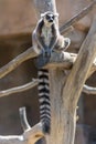 View of a ring-tailed lemur Lemur catta originally from Madagascar, a large strepsirrhine primate clinging to a tree trunk,