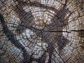 view of the rings of an old cut tree Royalty Free Stock Photo
