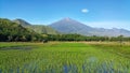 View of Rinjani Mountain from Sembalun Village Rice Farm