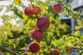 View of ripe red apples growing on apple tree on sunny autumn day Royalty Free Stock Photo