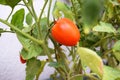 View of a ripe, shiny, fresh ripe tomato on a branch of a tomato plant. Royalty Free Stock Photo