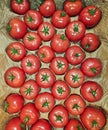 View of ripe tomatoes that are each in a separate paper cell in rows in a drawer.