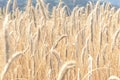 View of the ripened spikelets of wheat of golden color that grow on the field. The concept of agriculture, nature Royalty Free Stock Photo