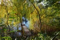 A view of river bathed in golden light with a wooden pontoon and a weeping willow tree. Beautiful autumn