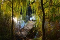 A view of river bathed in golden light with a wooden pontoon and a weeping willow tree. Beautiful autumn