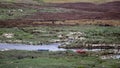 View of a river with blue and red fishing boats full of colorful vegetation in Galicia, Spain Royalty Free Stock Photo