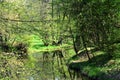 River in a green park