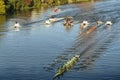 View of river Guadalquivir canoe race Sevilla - Betis, in Seville, Andalusia, Spain