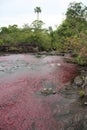 Rainforest Pink River Cano Cristales Royalty Free Stock Photo