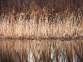 The view of the river with the reflection of the reeds in the early spring.