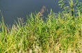 View of the river, surrounded by greenery, reflected in the water.